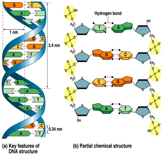 Structure Of Dna Genetics